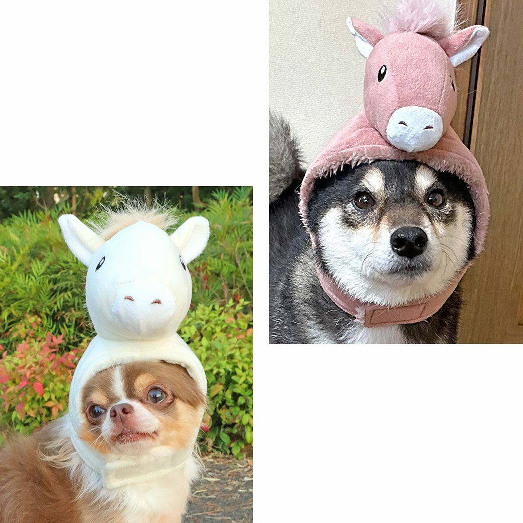 個性あふれるiDogだけのオリジナルデザイン