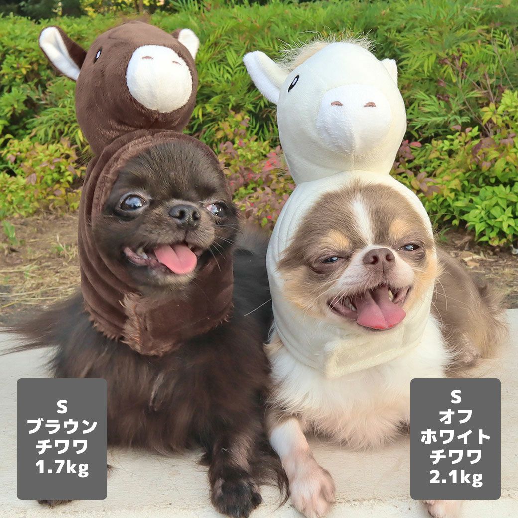 チワワ1.7kg(首19/胴28.5/丈21cm)の小桃ちゃんはブラウンのS、2.1kg(首19.5/胴30.5/丈22cm)の玉青ちゃんはオフホワイトのSを着用