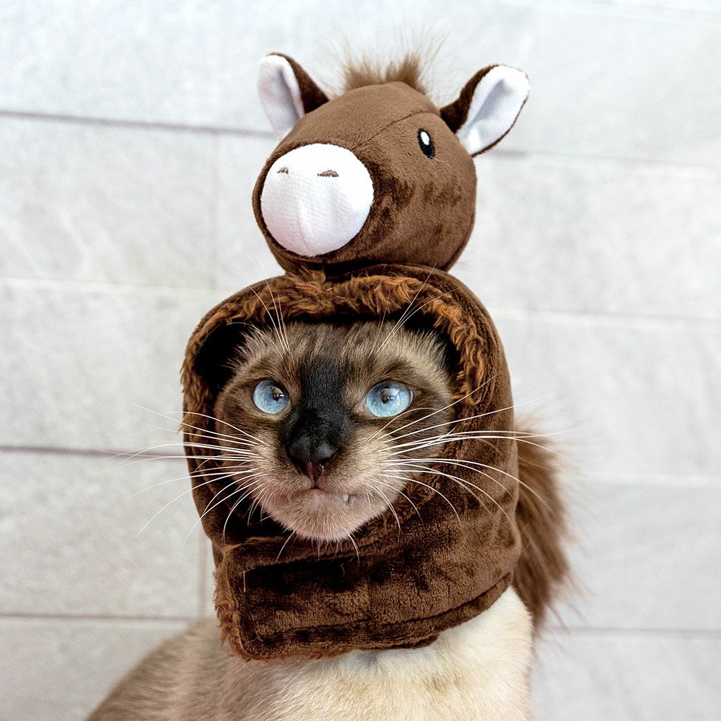 MIX●kg(首●/胴●/丈●cm)の阿生くんはブラウンのMを着用