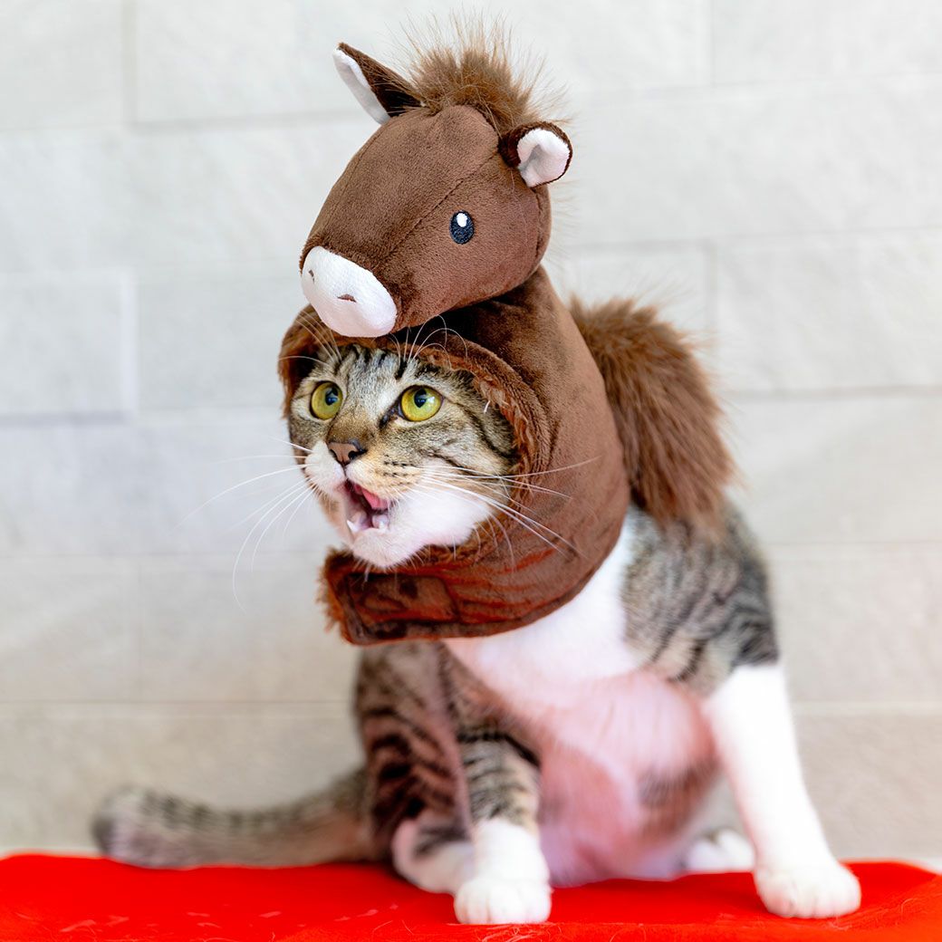 MIX●kg(首●/胴●/丈●cm)のこむぎちゃんはブラウンのMを着用