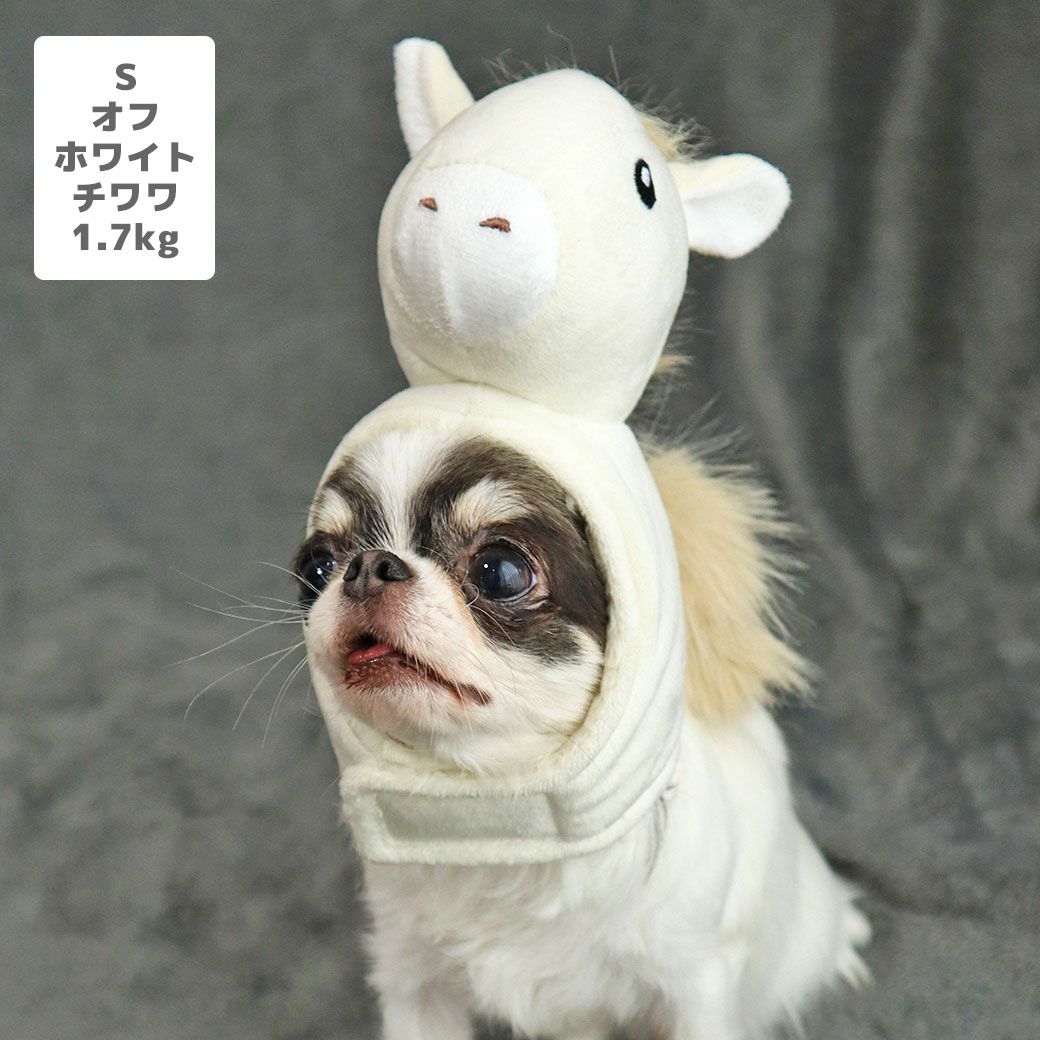 チワワ1.7kg(首18/胴27.5/丈18cm)の小真知ちゃんはオフホワイトのSを着用