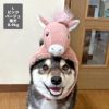 柴犬8.9kg(首33/胴54/丈39cm)のチョコプリンちゃんはピンクベージュのLを着用