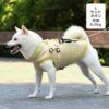 豆柴6.0kg(首31/胴45/丈33cm)のラテちゃんはサンドネオンのLを着用
