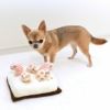 同居犬チャイちゃん2.0kgもおもちゃが気になる様子