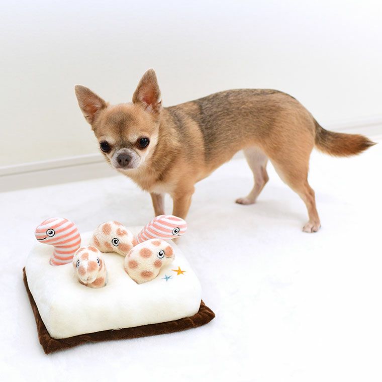 同居犬チャイちゃん2.0kgもおもちゃが気になる様子