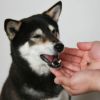 柴犬8.8kgの凪ちゃんが試食