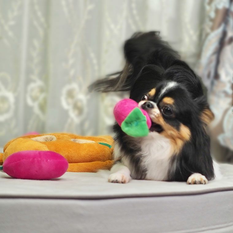 チワワ2.7kgのマルスくんもぬいぐるみに夢中。