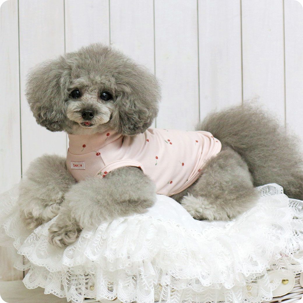 トイプー2.3kg(首18/胴31/丈24cm)のメルシーちゃんはチェリーのSを着用