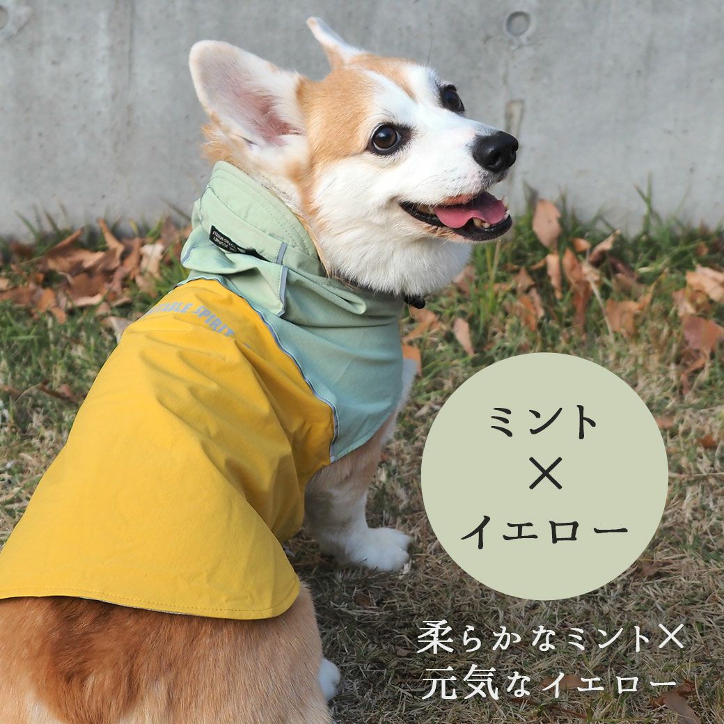 コーギー9.5kg(首38/胴52/丈42cm)のみかんくんはミント×イエローのXXLを着用