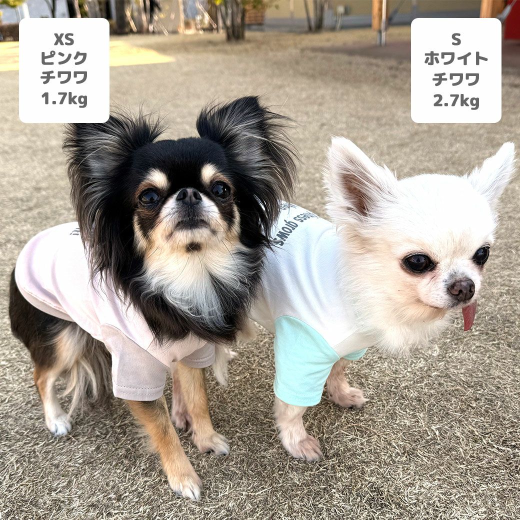 チワワ1.7kg(首18/胴23/丈27cm)のざらめちゃんはピンクのXSを着用、チワワ2.7kg(首19/胴30/丈27cm)のこむぎくんはホワイトのSを着用