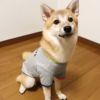 豆柴4.3kg(首22/胴37/丈30cm)の小梅ちゃんはベアグレーのLを着用