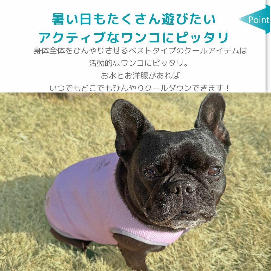 暑い日もたくさん遊びたいアクティブなワンコにピッタリ