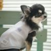 チワワ1.7kg(首18/胴23/丈27cm)のざらめちゃんはグレーのXSを着用