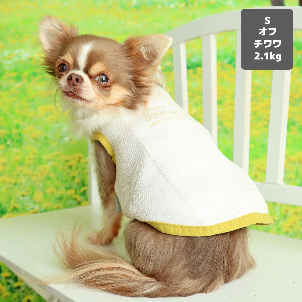 チワワ2.1kg(首19.5/胴30.5/丈22cm)の玉青ちゃんはオフのSを着用