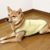 豆柴5.8kg(首29/胴43/丈35cm)の豆太くんはイエローのLを着用