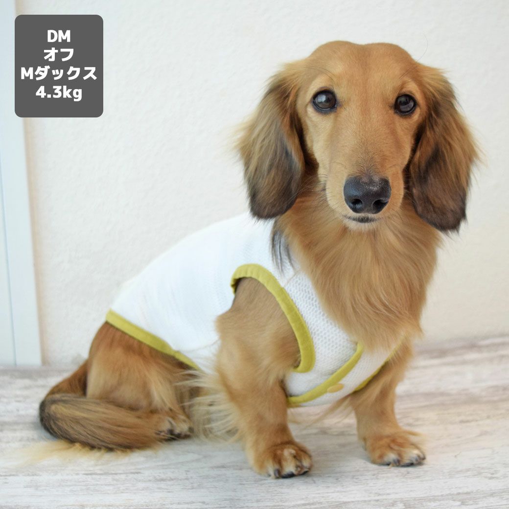ミニチュアダックス4.3kg(首27/胴40/丈33cm)のALFaくんはオフのDMを着用