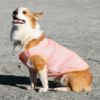 コーギー10.6kg(首36/胴51/丈37cm)のラテちゃんはピンクのXXLを着用