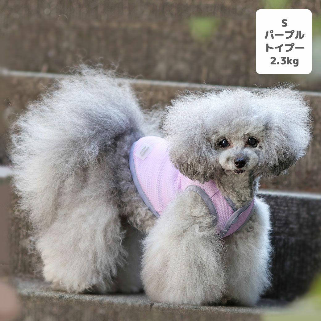 トイプー2.3kg(首18/胴31/丈24cm)のメルシーちゃんはパープルのSを着用