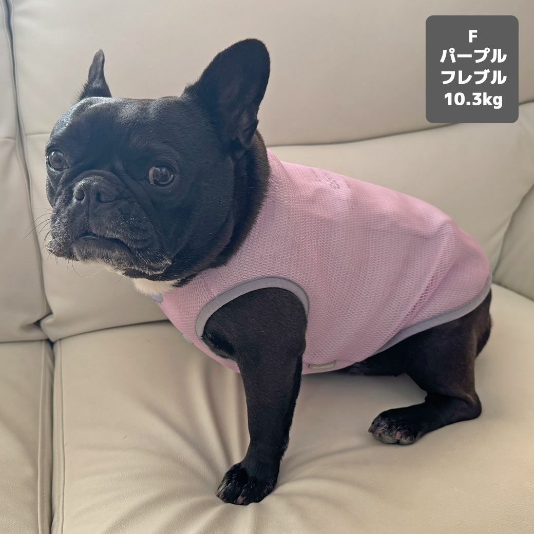 フレブル10.3kg(首38/胴56/丈34cm)のP cheちゃんはパープルのFを着用