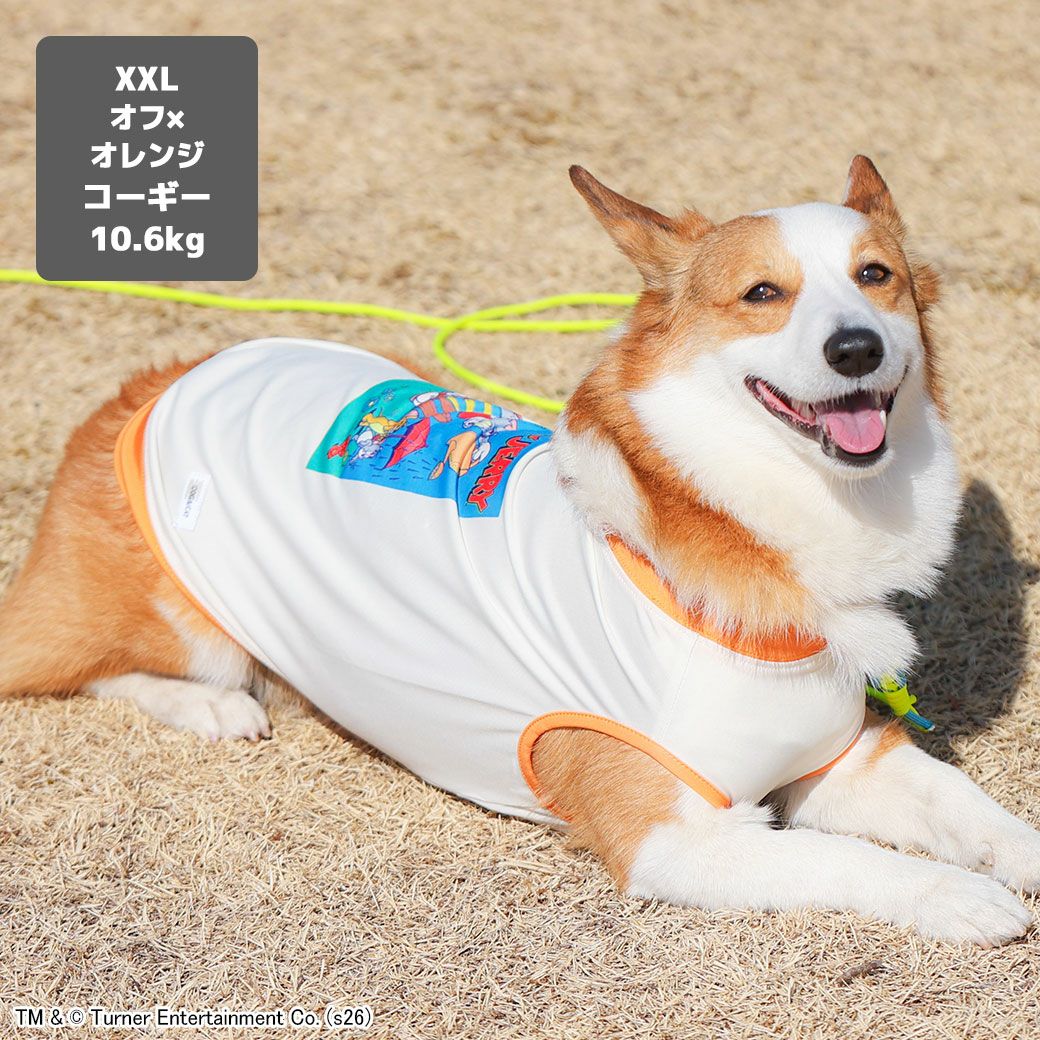コーギー10.6kg(首36/胴51/丈37cm)のラテちゃんはオフ×オレンジのXXLを着用
