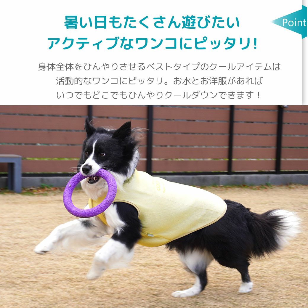 暑い日もたくさん遊びたいアクティブなワンコにピッタリ