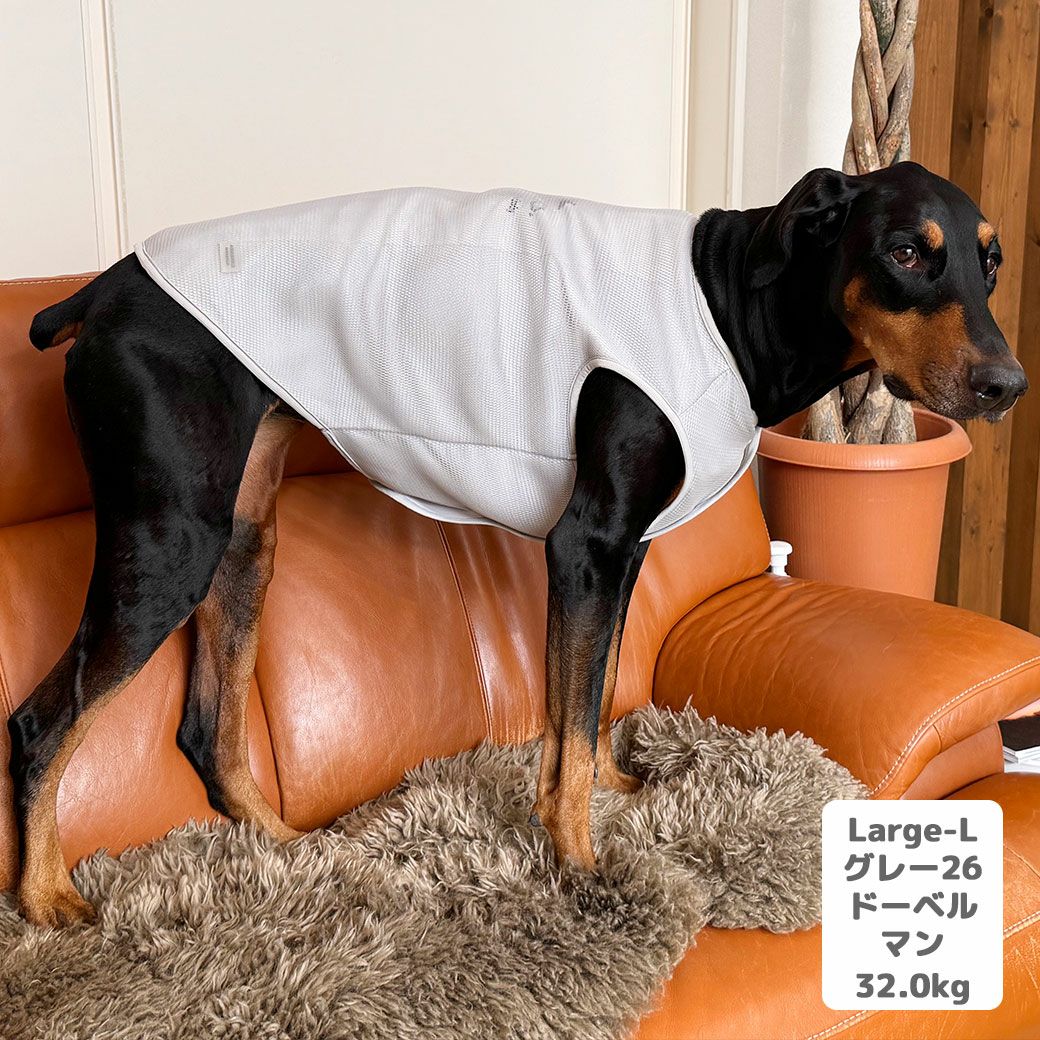 ドーベルマン32.0kg(首40/胴83/丈55cm)のクララちゃんはグレー26のLarge-Lを着用