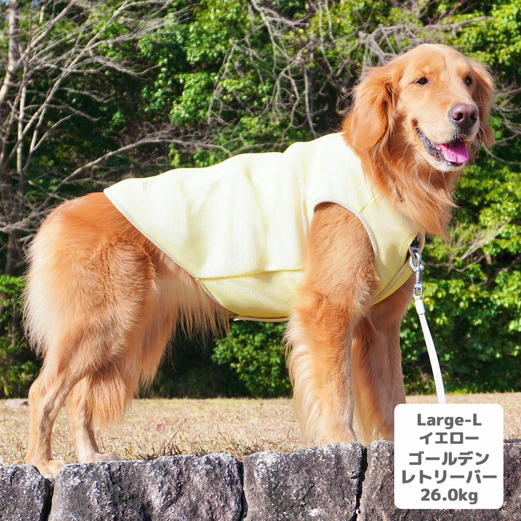 ゴールデンレトリーバー26.0kg(首45/胴79/丈60cm)のベルちゃんはイエローのLarge-Lを着用