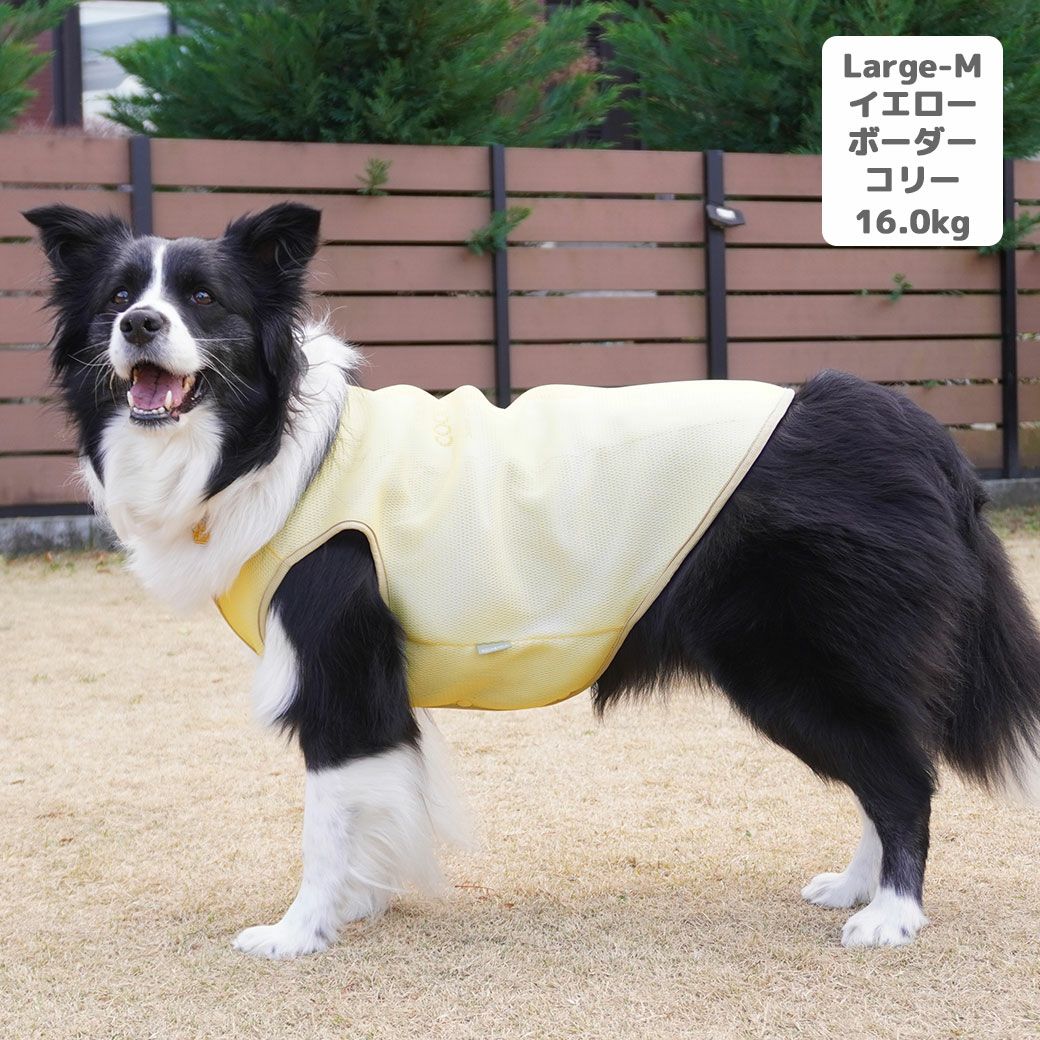 ボーダーコリー16.0kg(首35/胴60/丈55cm)のラムネちゃんはイエローのLarge-Mを着用