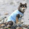 柴犬10.9kg(首42/胴58/丈43cm)のかんたくんはスカイブルーのLarge-Sを着用