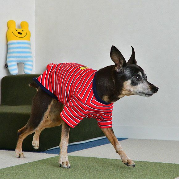 iDog マルチボーダーTシャツ アイドッグ-犬猫ペット用品通販 IDOG&ICAT