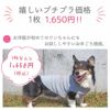 嬉しいプチプラ1枚1,650円！