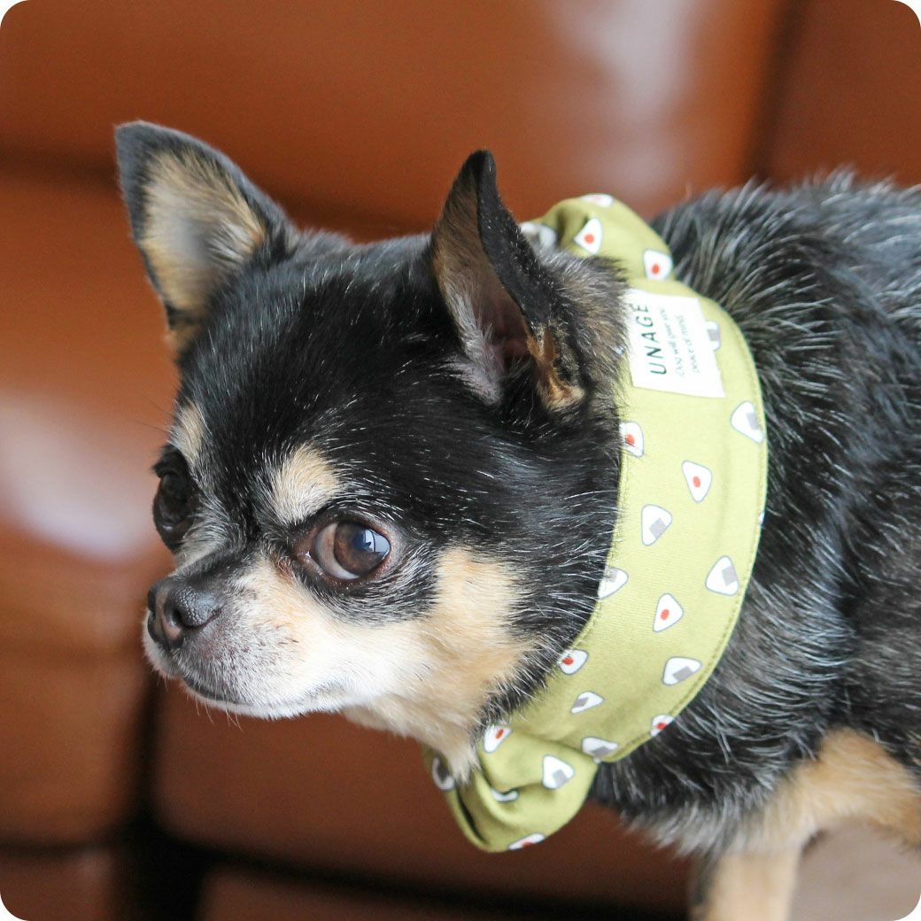 チワワ3.3kg(首26/胴38/丈27cm)の大吉くんはおにぎりのSを着用