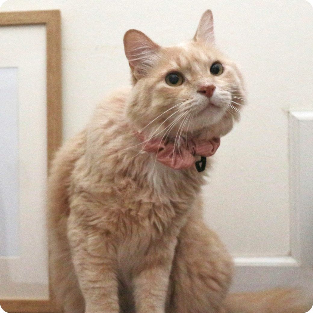 MIX6.0kg(首周り25cm)のMILOくんはストライプピンクのMを着用