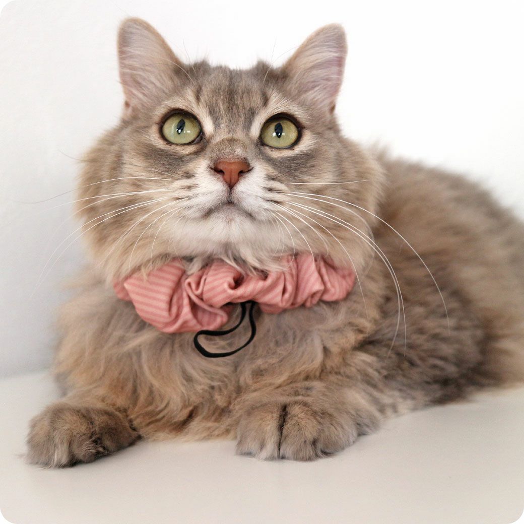 MIX6.2kg(首周り20cm)のサラちゃんはストライプピンクのMを着用