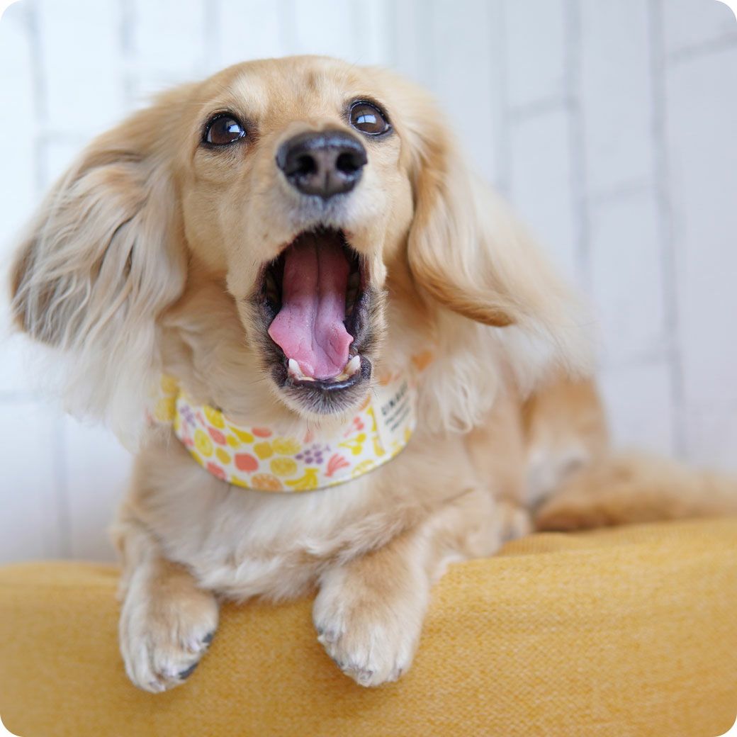 ミニチュアダックス3.9kg(首25/胴37/丈31cm)のクムちゃんはフルーツのSを着用