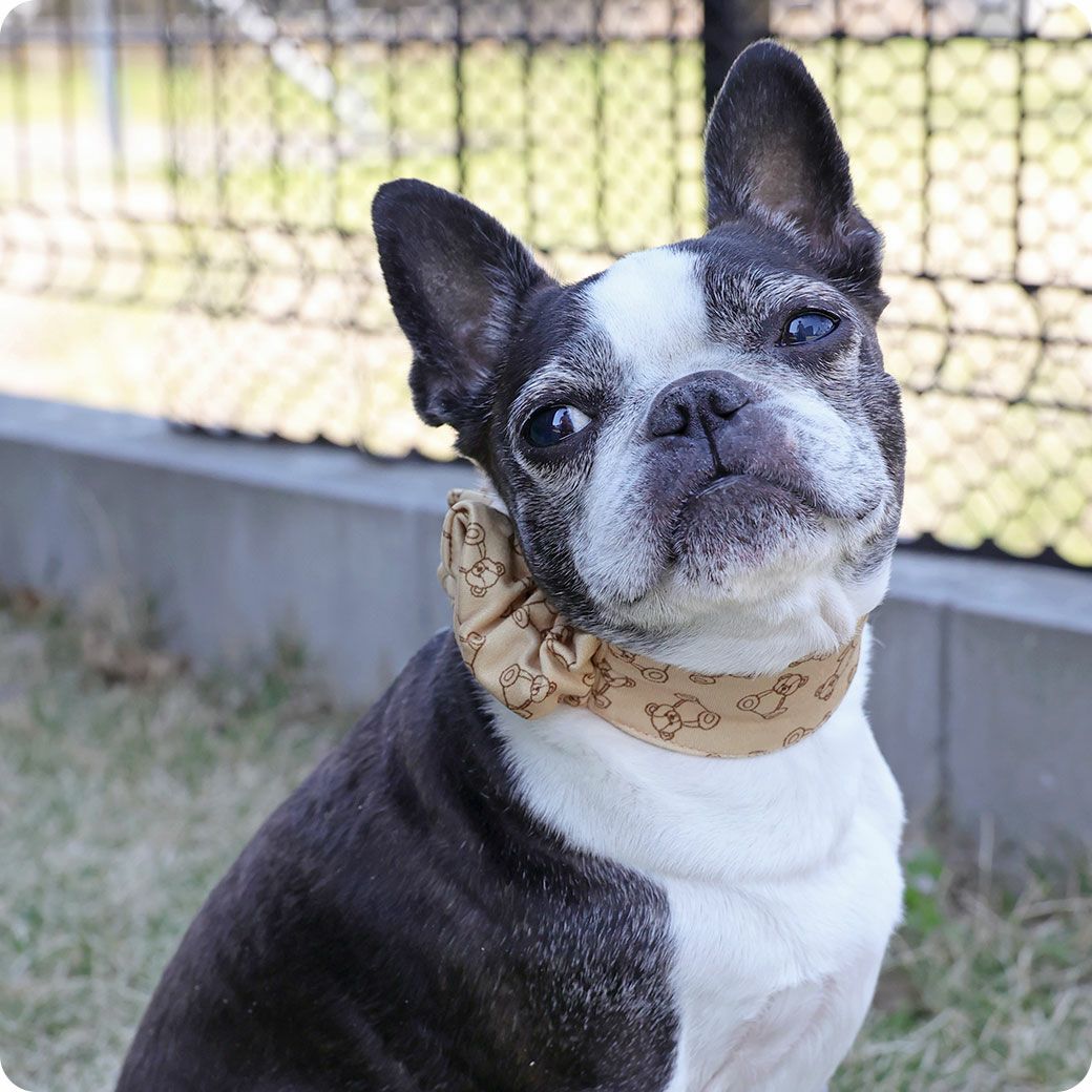 ボストンテリア5.7kg(首29/胴47/丈27cm)のチェルキーちゃんはテディベアのMを着用