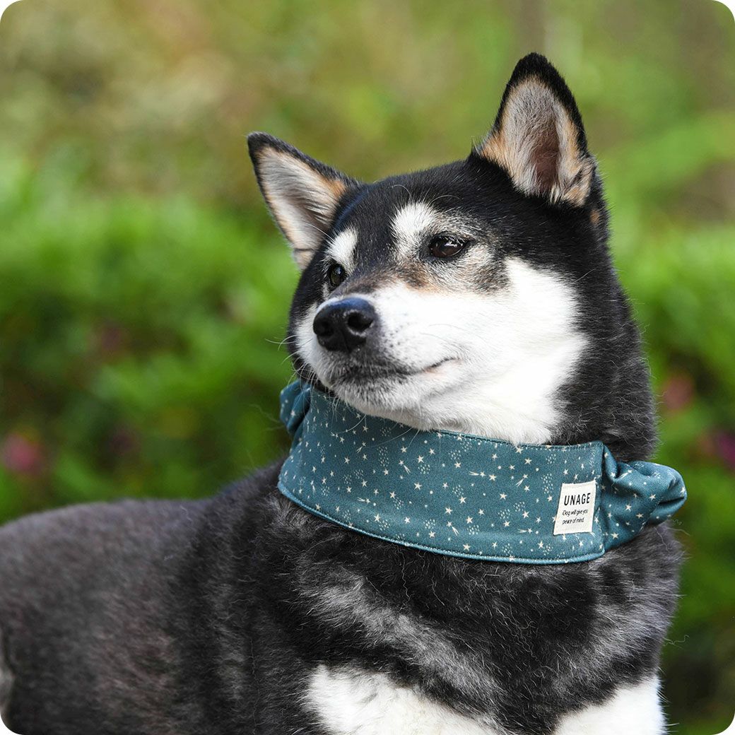 柴犬8.8kg(首34/胴50/丈38cm)の凪ちゃんはスターダストブルーのLを着用