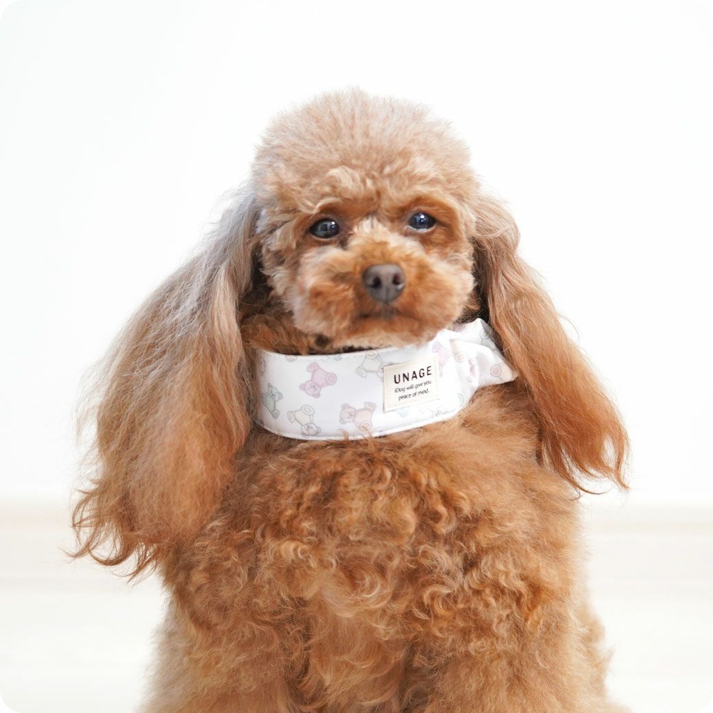 プードル2.5kg(首19/胴31/丈26cm)のグミちゃんはカラフルテディベアのMを着用