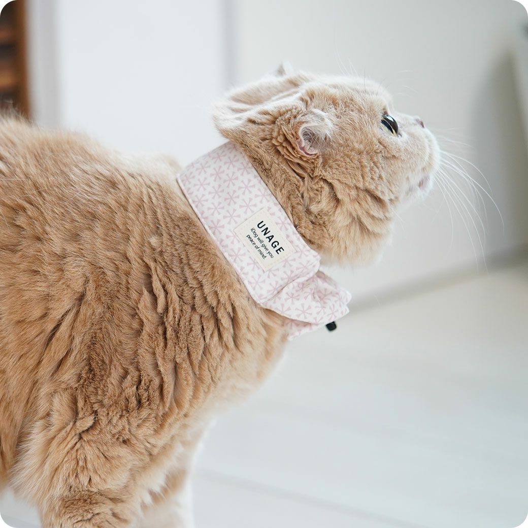 スコティッシュ4.0kgのコマリはフラワーのMを着用