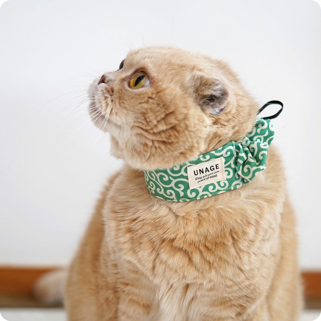 スコティッシュ4.0kgのコマリは唐草のMを着用