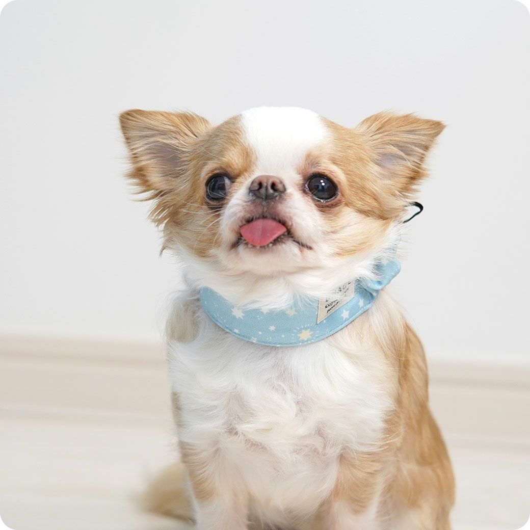 チワワ2.6kgのこつぶは星のSを着用
