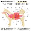 お腹と腰、背中を温め血行を良くすることで体の機能が正常に