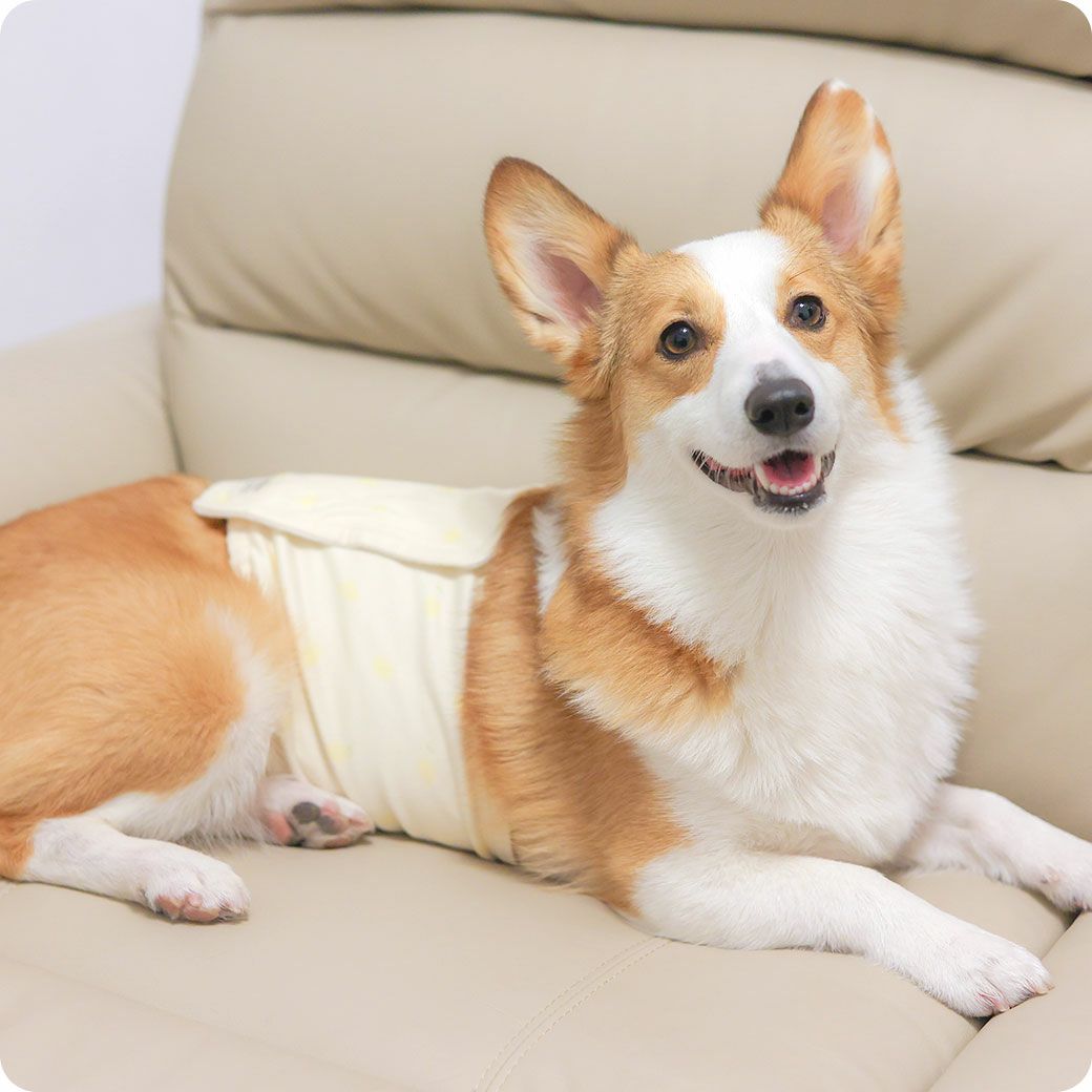 コーギー10.6kg(首36/胴51/丈37cm)のラテちゃんはレモンのXLを着用