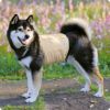 柴犬10.9kg(首42/胴58/丈43cm)のかんたくんはUNAGEベージュのXLを着用