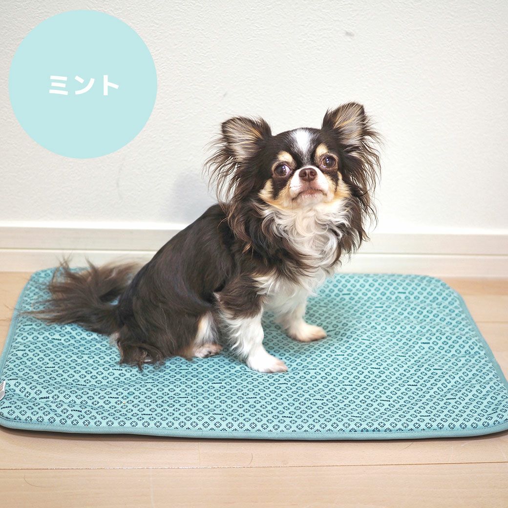 商品画像説明文チワワ2.0kg(首19/胴30/丈27cm)のロキくんはミントを使用