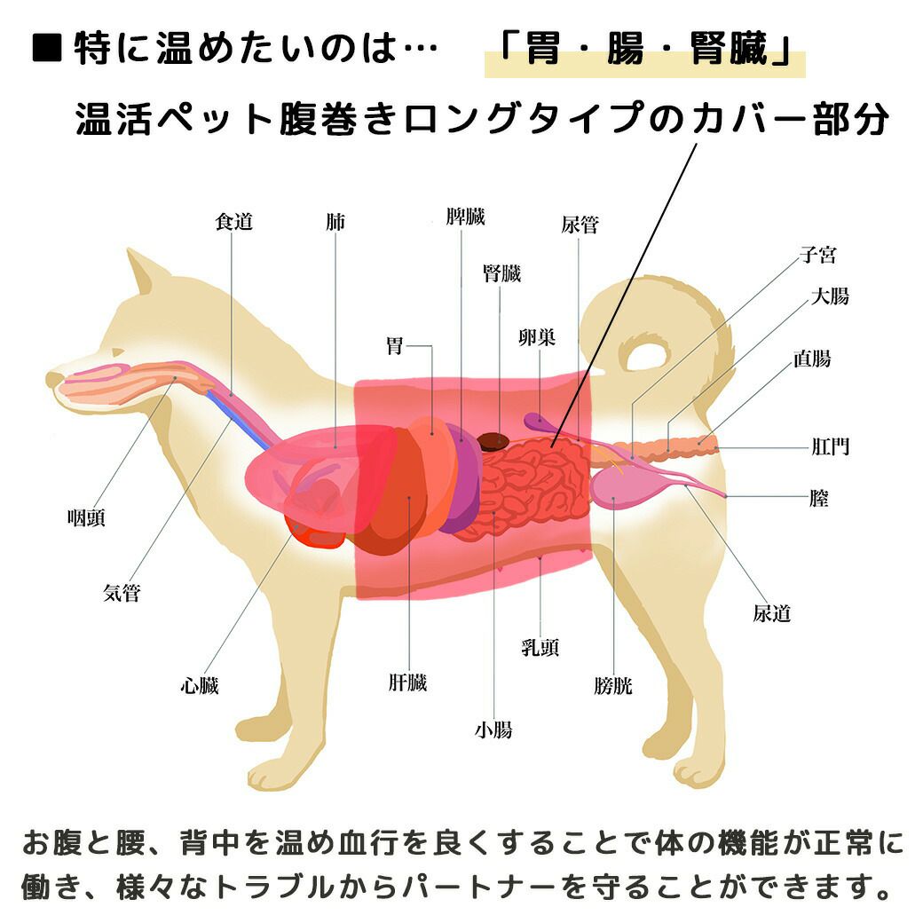 お腹と腰、背中を温め血行を良くすることで体の機能が正常に