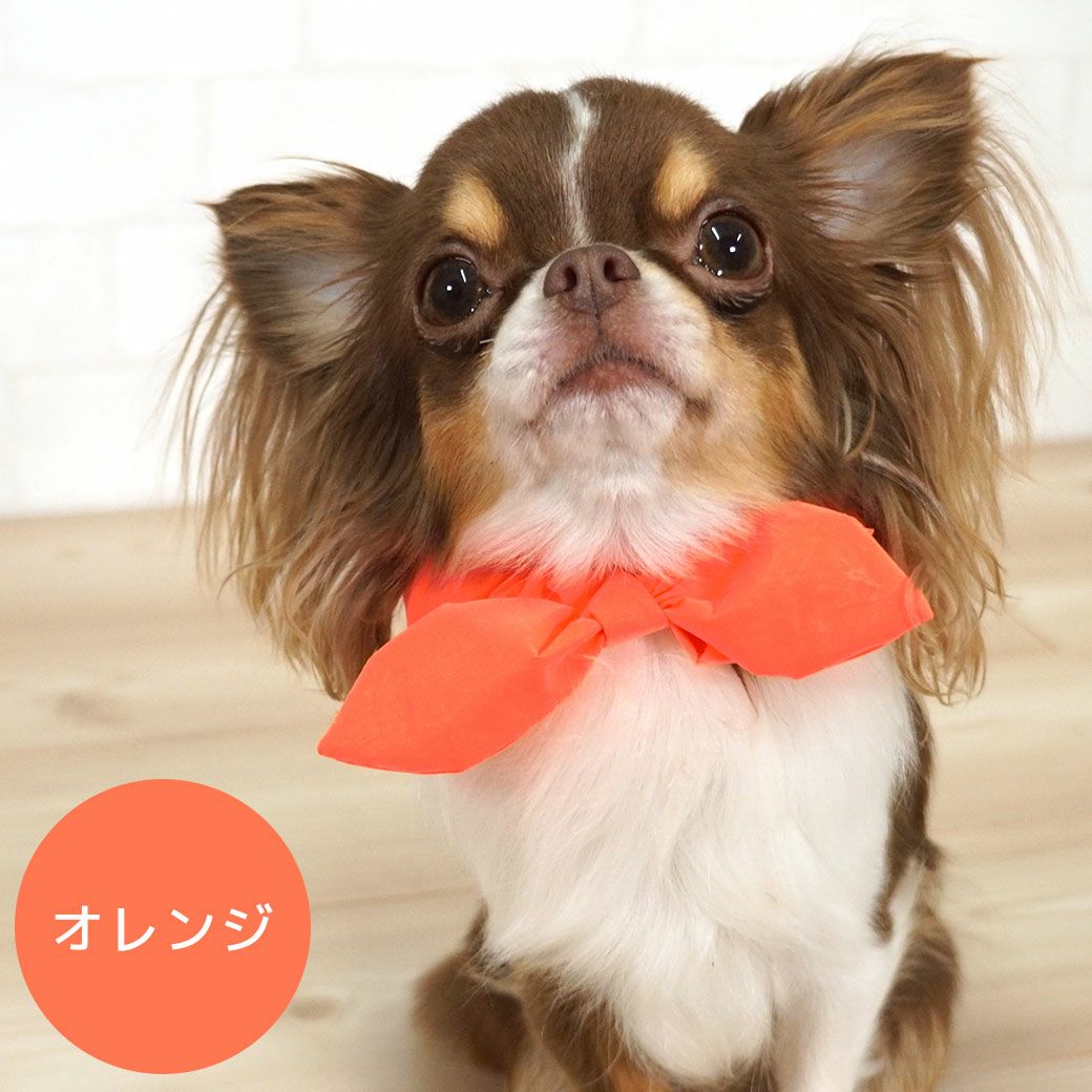 チワワ1.3kgのイトちゃんはオレンジのSを着用