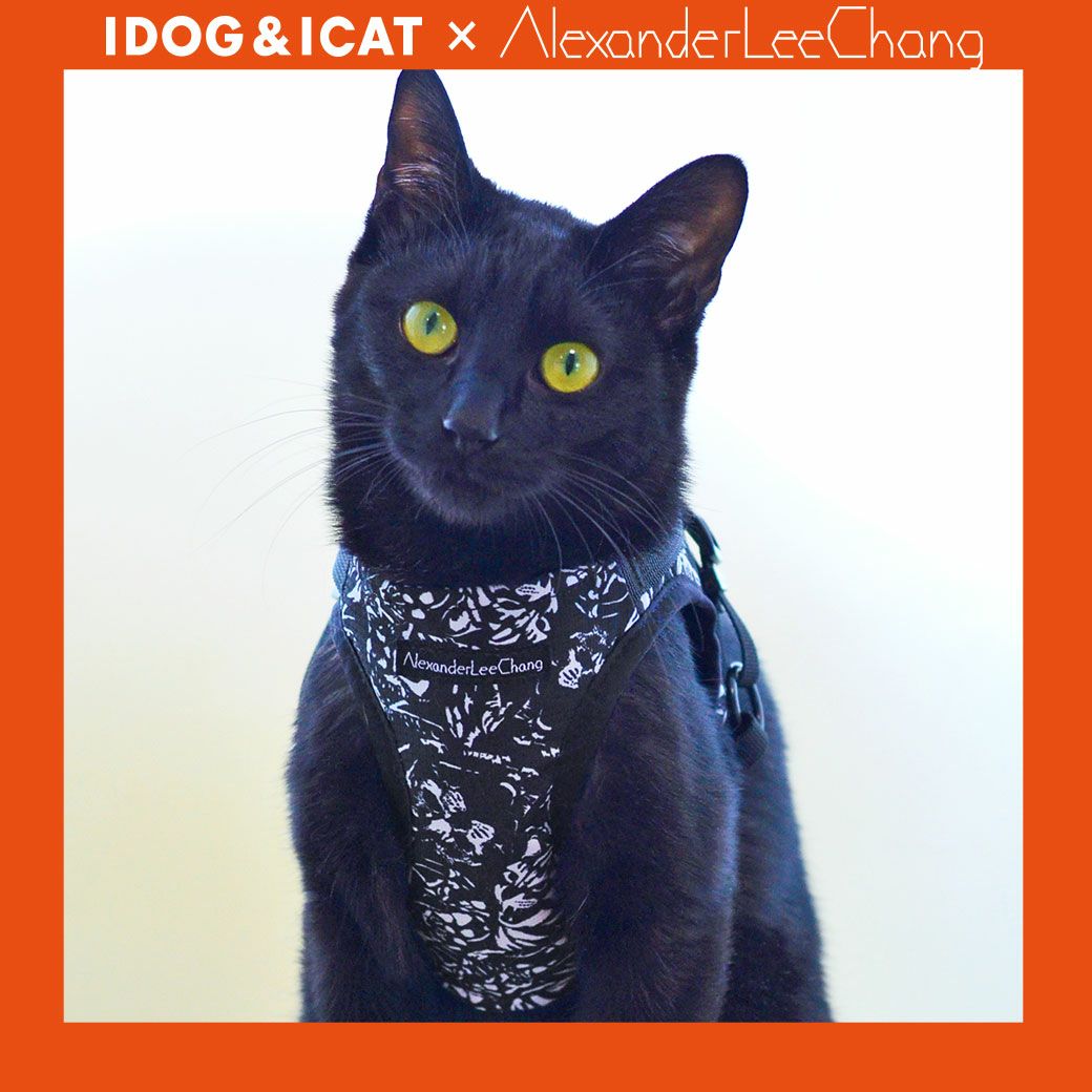 IDOG×AlexanderLeeChangコラボ
