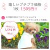 iDogシンプルラインタンクアイドッグ。