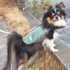 ミニチュアシュナウザー4.8kg(首22/胴39/丈29cm)のあろあちゃんはピンクのMを着用